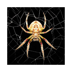العنكبوت خلفية حية