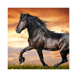 خيل خلفيات حية