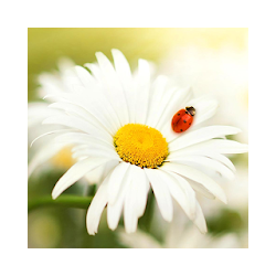 ربيع الزهور خلفية الجوال