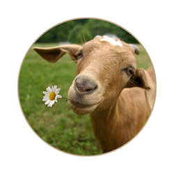 الماعز تأثيرات صوتية