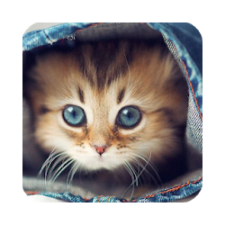 Find a Cat - Hidden Objects