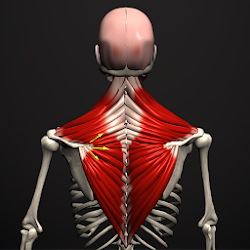 Anatomy by Muscle  Motion