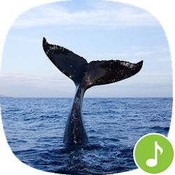 Apppio - الحوت تأثيرات صوتية