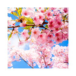 ساكورا خلفيات حية