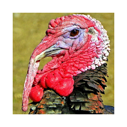 Domesticated Turkey Wallpaper