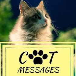 Cat Images  Cute Funny Animal Quotes