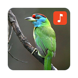 Blue-throated barbet bird sounds