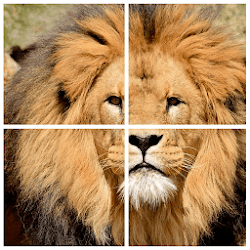تطبيق Wild Animals Puzzle