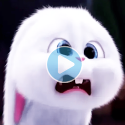 Animated SnowBall Rabbit Stickers WAStickersApps