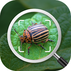 Insect identification Bug identifier - Bug finder