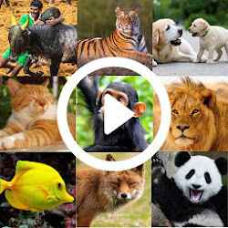 تطبيق All Animals Videos