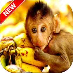 قرد خلفيات 🐒