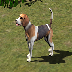 Real Animal for Kids Toddlers