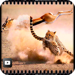 الأفلام الوثائقية الحيوانات البرية عالية الدقة