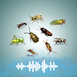 Insects sounds