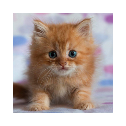 جذاب القطط خلفيات حية