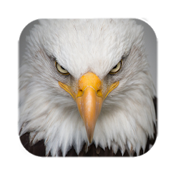Eagle Live Wallpaper