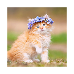 Kitten 2019 Wallpapers Slide Unlock Screen