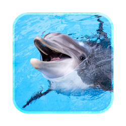 الدلفين حي ورق الجدران 2018 3d خلفية hd