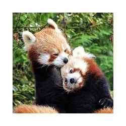 تحميل Red Panda Wallpaper Free Apk للاندرويد
