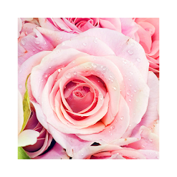 الورود الوردية خلفيات حية