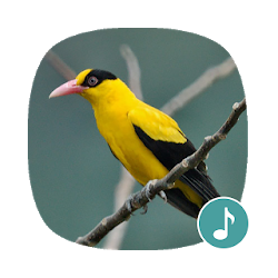 Apppio - أوريول تأثيرات صوتية