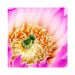 Discover SC Botanical Gardens